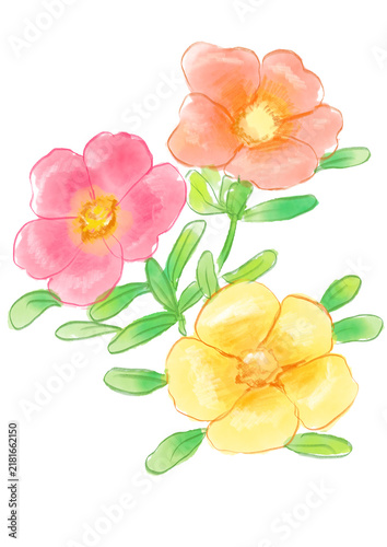 咲き誇るポーチュラカの花の手描きの水彩イラスト(透過PNG)