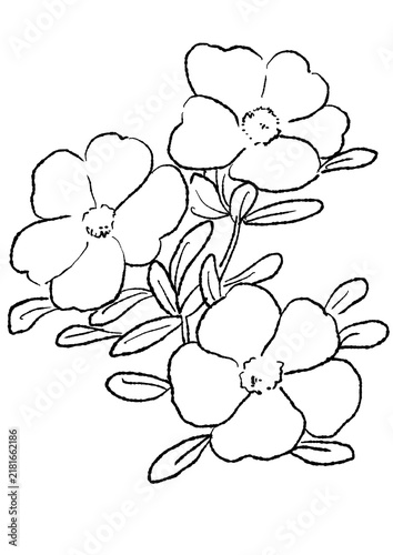 咲き誇るポーチュラカの花の手描きの線画イラスト(透過PNG)