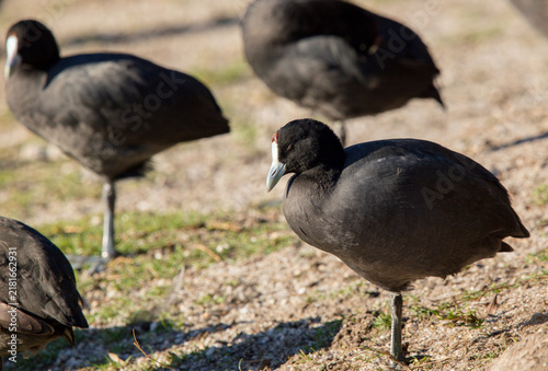 Konstfotografi coots resting