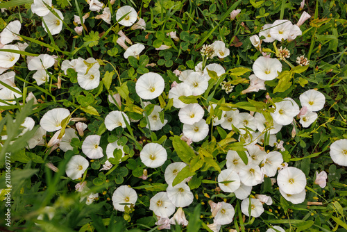Fotografía White bindweed flowers growing among green grass