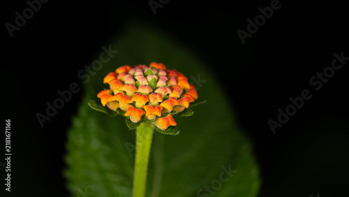Foto Botanical Diversity - Lantana camara - Colorful Lantana Flower Cluster