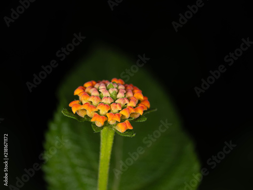 Cuadro en lienzo Botanical Diversity - Lantana camara - Colorful Lantana Flower Cluster