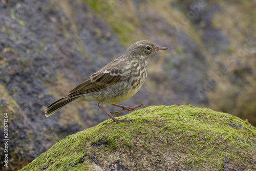 Rock pipit (Anthus petrosus) in breeding habitat - Strandpieper