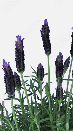 Vertical video of blooming purple lavender flowers gently swaying as the camera slowly moves across the plant, isolated against a clean white background.