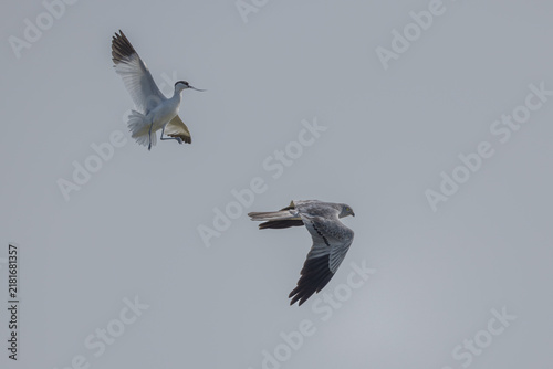 Fotografía Montagu's harrier (Circus pygargus) - Wiesenweihe