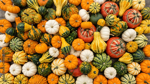 Collection of various decorative pumpkins and colorful gourds displayed as a seasonal harvest with still life vegetables seasonal background