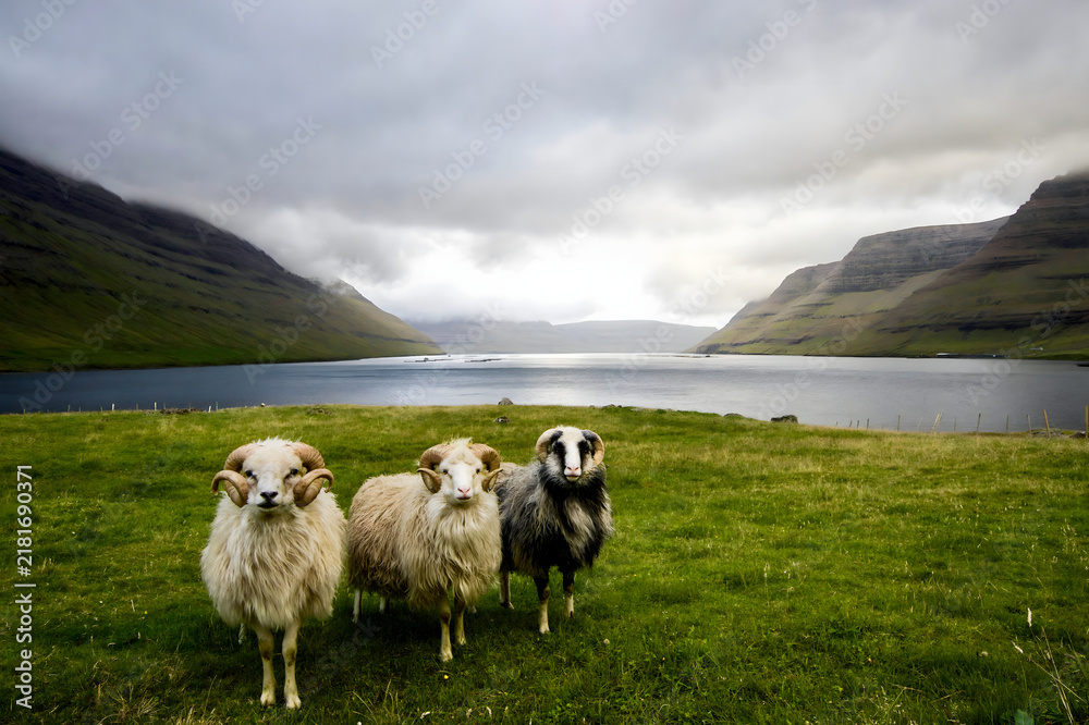 Fototapeta premium Three sheep standing in a lush green meadow with mountains and a lake in the background.