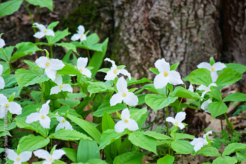 Group of white trillium flowers around a tree trunk in the woods