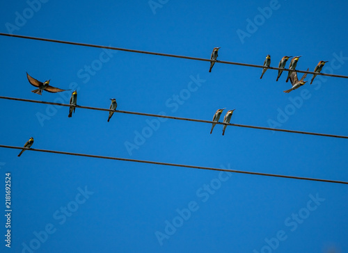 A European bee-eater hunting against the blue sky of Crete, Greece, in summer