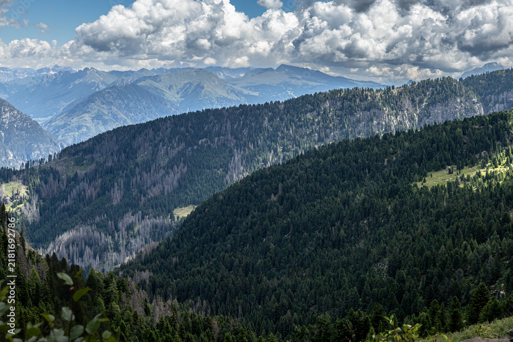 Fototapeta premium Alpine Forest Layers