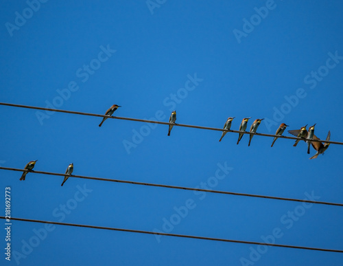 A European bee-eater hunting against the blue sky of Crete, Greece, in summer
