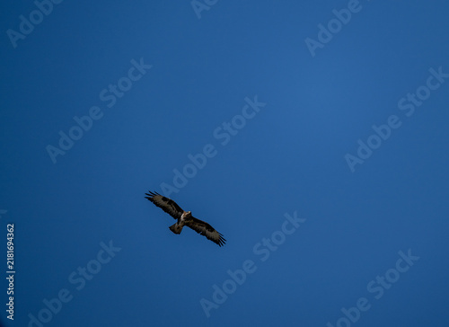 A black kite in flight against the blue sky of Crete, Greece, in summer
