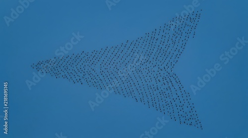 Large flock of birds flying in a v formation against blue sky