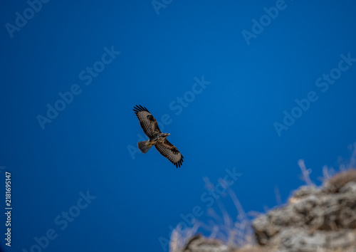 A black kite in flight against the blue sky of Crete, Greece, in summer