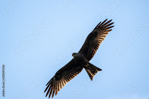 Fotografía A black kite in flight against the blue sky of Crete, Greece, in summer