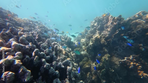 Tropical Fish Swimming Over Coral Reef, Ningaloo Reef Australia, 4K Underwater