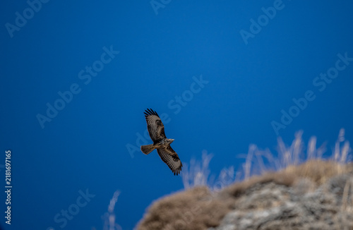 A black kite in flight against the blue sky of Crete, Greece, in summer