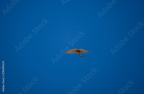 A kestrel in flight against the blue sky of Crete, Greece, in summer