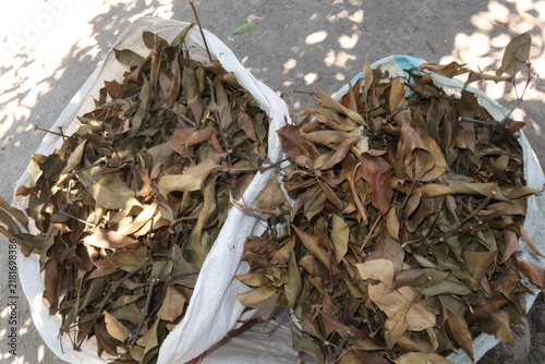 Dry leaves collected in sacks for organic compost production in a rural village in Java, Indonesia, illustrating traditional organic waste recycling and sustainable agriculture.