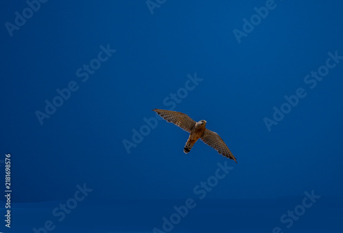 A kestrel in flight against the blue sky of Crete, Greece, in summer
