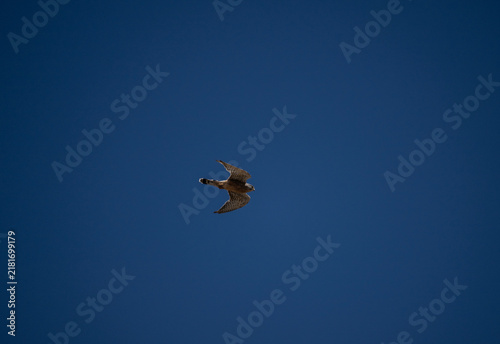 A kestrel in flight against the blue sky of Crete, Greece, in summer