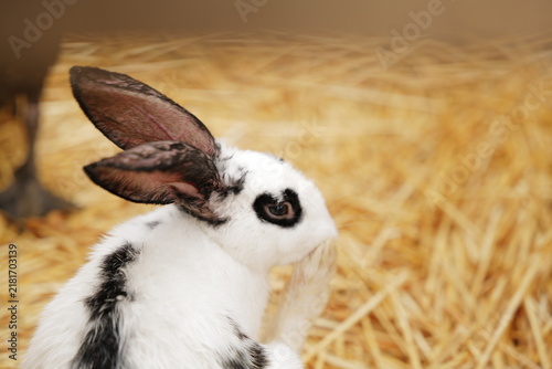 Foto White-and-black rabbit sitting on golden straw, very long upright ears, distinct