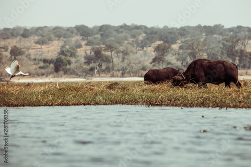 Cuadro en lienzo buffalo in the river and grass