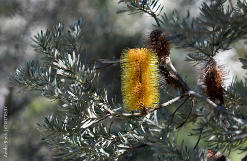 Golden flower spike of the Australian native New England Banksia, Banksia neoanglica, family Proteaceae. Endemic to northern tablelands and north coast of New South Wales.