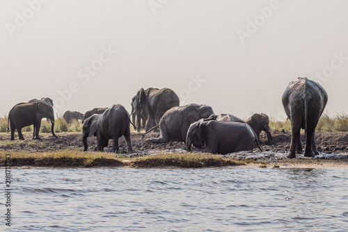 Photography herd of elephants playing in the mud