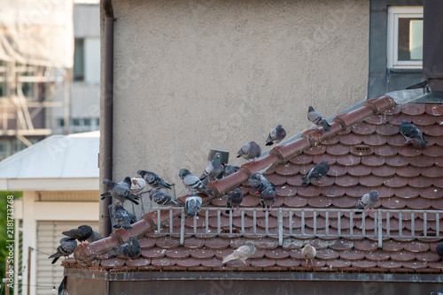 Stadttauben sitzen auf einem Hausdach