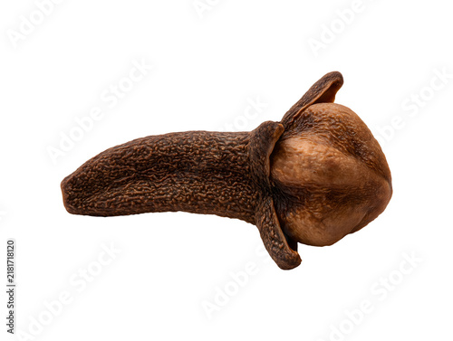 Single whole dried clove spice isolated on transparent or white background, png