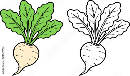 Sugar beet illustration in line art style and colored, coloring page for kids