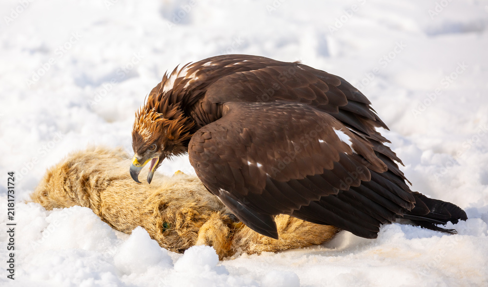 Obraz premium A bird of prey hunts its prey. A large eagle caught a fox against a backdrop of snow. Falconry. Berkutchi. A national tradition of Asia. A golden eagle sits in the snow, clinging to its prey.