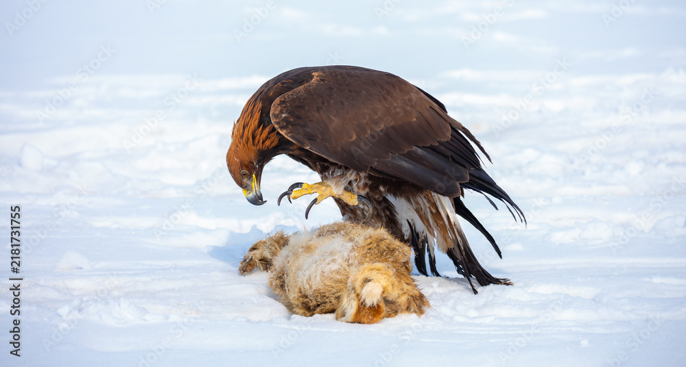 Obraz premium A bird of prey hunts its prey. A large eagle caught a fox against a backdrop of snow. Falconry. Berkutchi. A national tradition of Asia. A golden eagle sits in the snow, clinging to its prey.