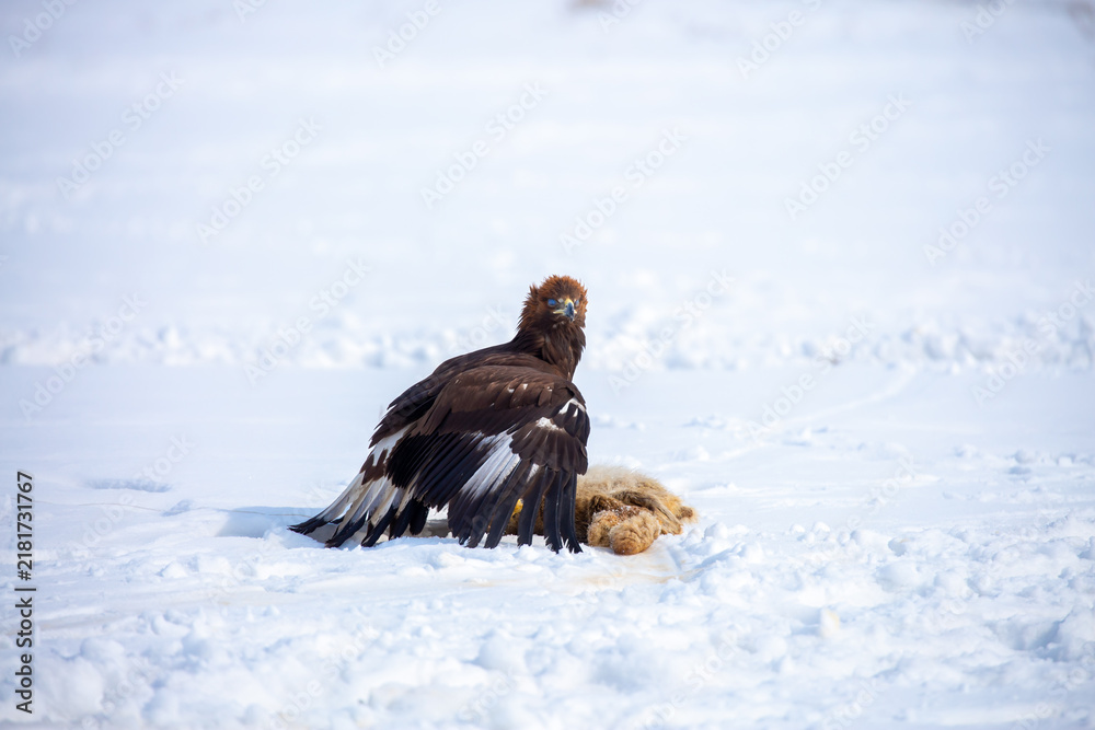 Obraz premium A large eagle caught a fox against a backdrop of snow. A bird of prey hunts its prey. A golden eagle sits in the snow, clinging to its prey. Falconry. A national tradition of Asia. Berkutchi,
