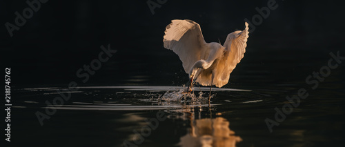 Bild auf Leinwand heron on the water