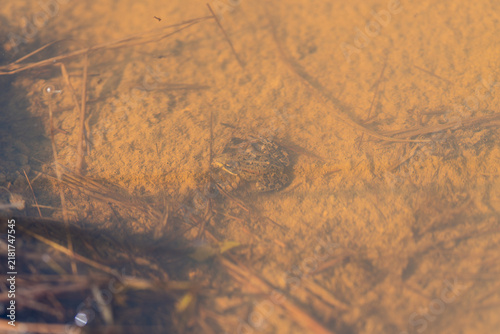 Frog camouflaged in clear water blending with the sandy floor surrounded by aquatic plants and natural sunlight