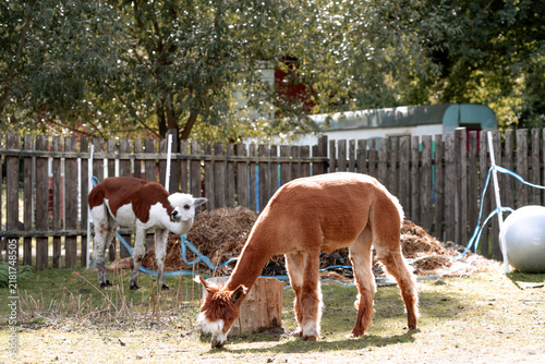 Cuadro en lienzo Two cute brown alpacas facing each other in a rural farm enclosure on a sunny day