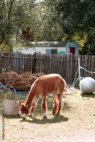 Obraz na płótnie Two cute brown alpacas facing each other in a rural farm enclosure on a sunny day
