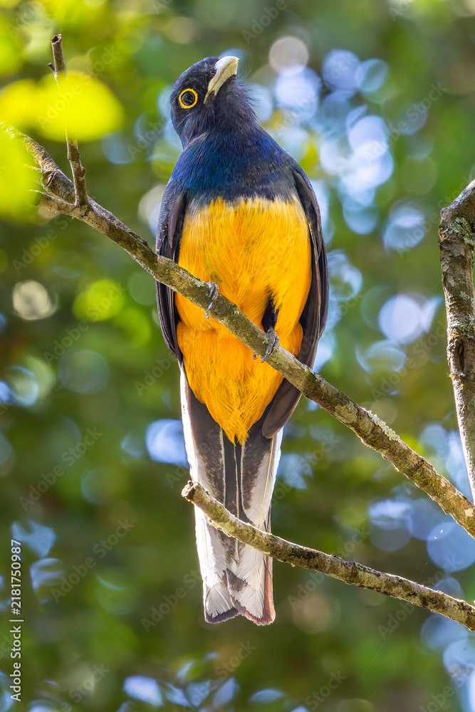 Obraz premium Surucua trogon