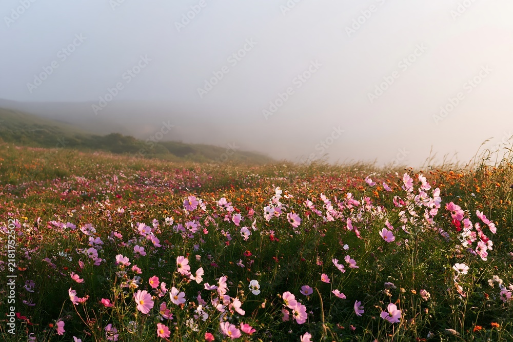 Obraz premium Colorful cosmos meadow in a misty landscape