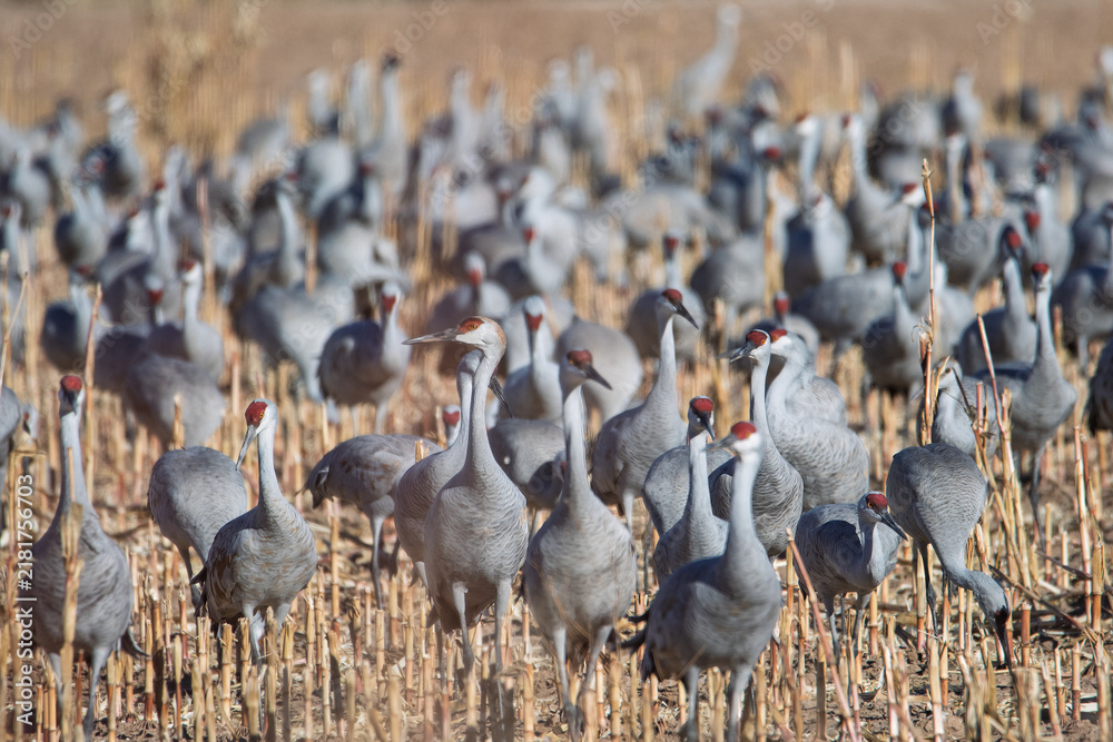 Obraz premium Gathering of sandhill cranes in a field