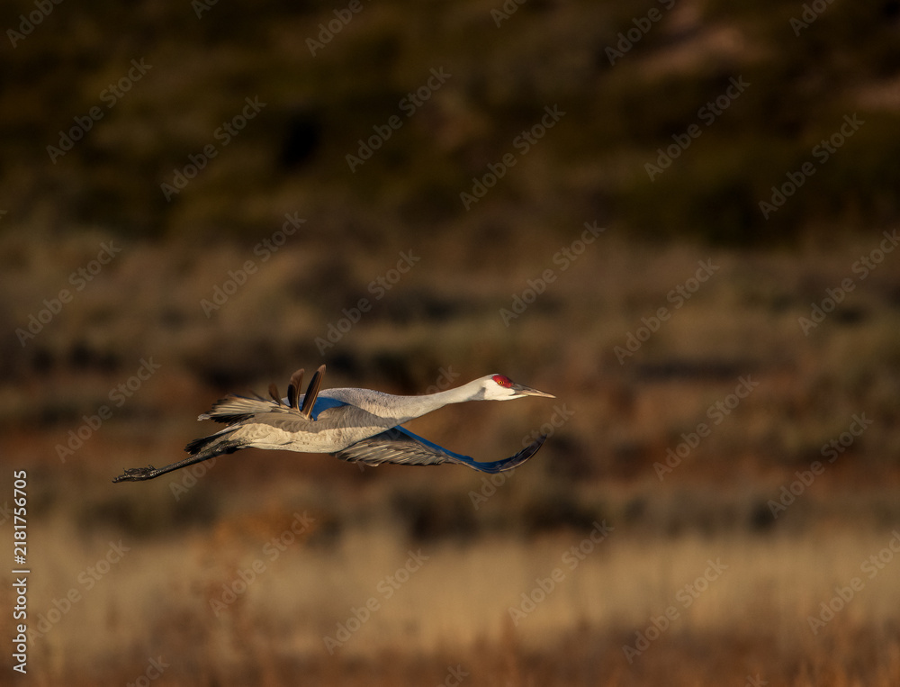 Obraz premium Sandhill crane at sunrise flying across a field