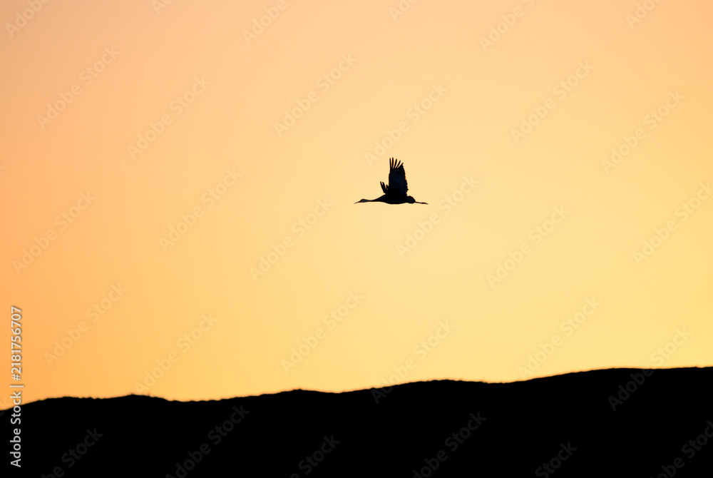 Obraz premium Sunset sillhouette of a sandhill crane