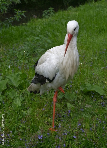 ein Weißstorch