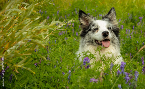 Photography A happy blue marble border collie dog in nature