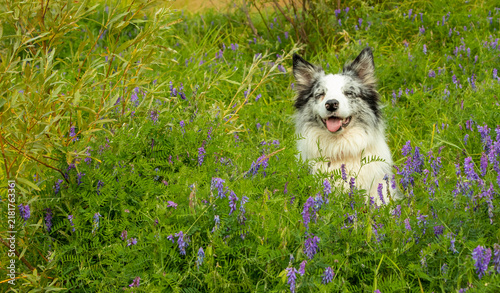 Canvas Print A happy blue marble border collie dog in nature
