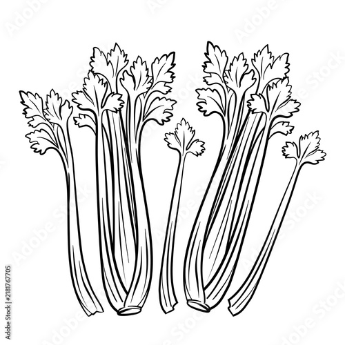 Black and white hand drawn pascal celery for coloring book or page