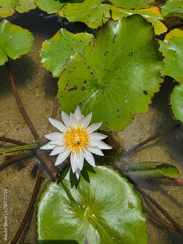 Fotografie ​Top view of a beautiful white water lily blooming in a clear pond surrounded by green lotus leaves