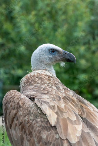 Fotografía Griffon vulture standing in green grass outdoors